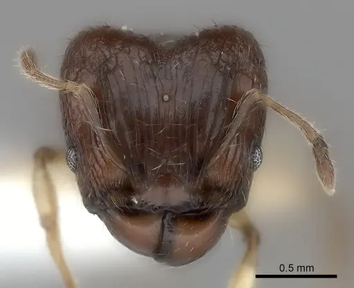 Pheidole ferruginea - CASENT0217984