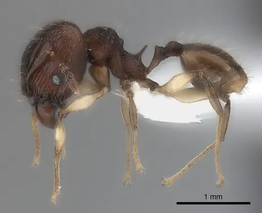 Pheidole ferruginea - CASENT0217984