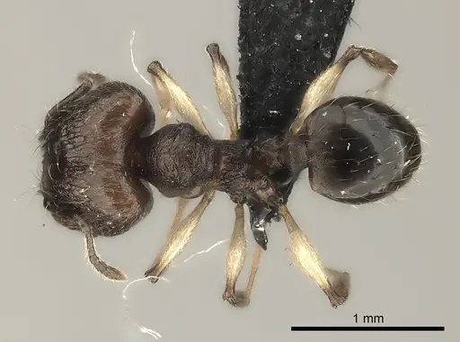 Pheidole ferruginea - CASENT0217989