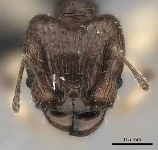 Pheidole ferruginea - CASENT0217989
