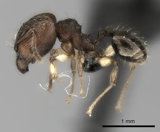 Pheidole ferruginea - CASENT0217989