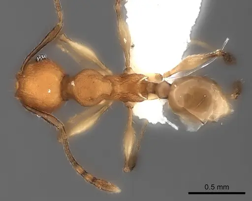 Pheidole ferruginea - CASENT0217992