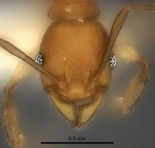 Pheidole ferruginea - CASENT0217992