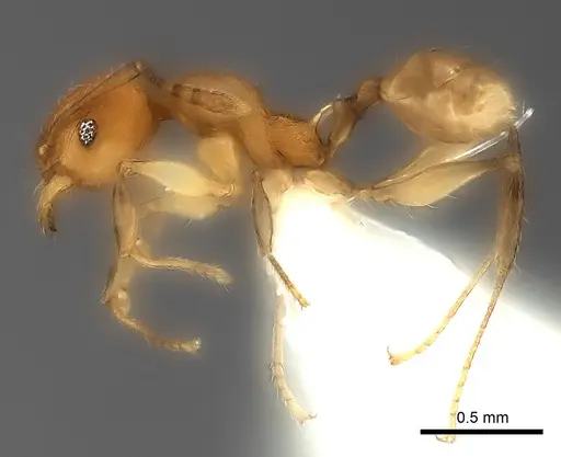 Pheidole ferruginea - CASENT0217992