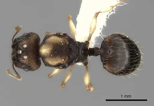 Pheidole ferruginea - CASENT0217993