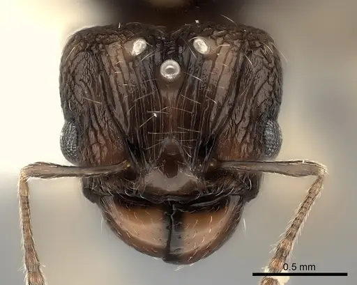 Pheidole ferruginea - CASENT0217993