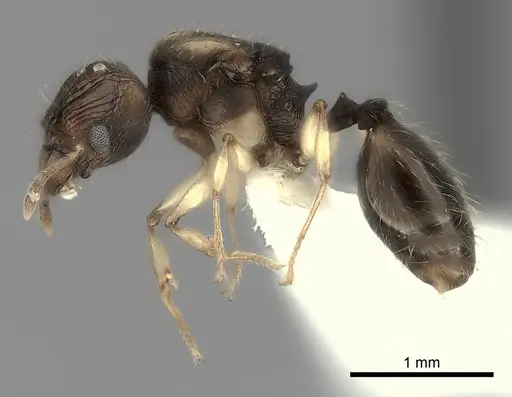 Pheidole ferruginea - CASENT0217993