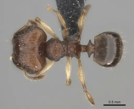 Pheidole ferruginea - CASENT0235025