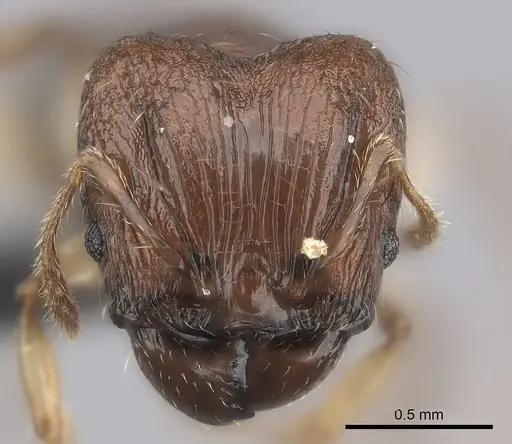 Pheidole ferruginea - CASENT0235025