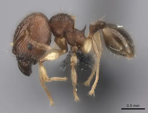 Pheidole ferruginea - CASENT0235025
