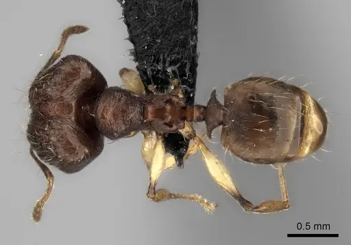Pheidole ferruginea - CASENT0494917