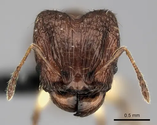 Pheidole ferruginea - CASENT0494917
