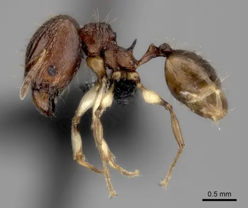 Pheidole ferruginea - CASENT0494917