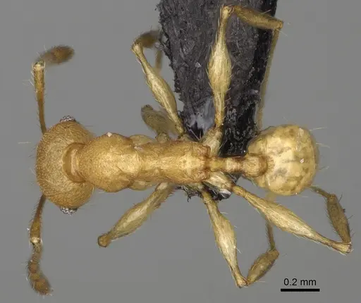 Pheidole ferruginea - CASENT0494994