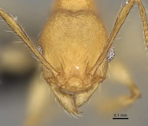 Pheidole ferruginea - CASENT0494994