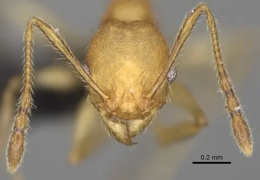 Pheidole ferruginea - CASENT0494994