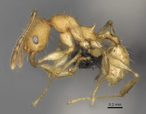 Pheidole ferruginea - CASENT0494994