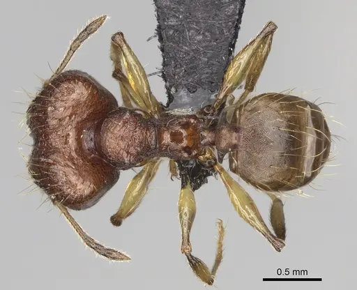 Pheidole ferruginea - CASENT0494997