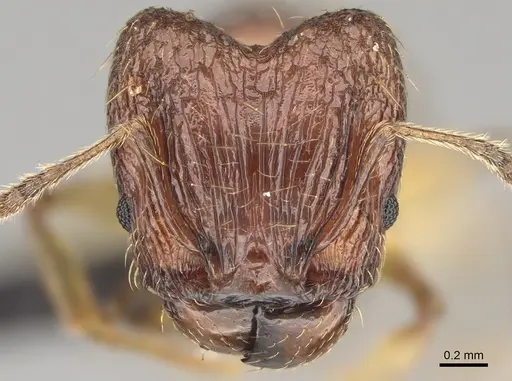 Pheidole ferruginea - CASENT0494997