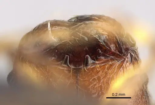 Pheidole ferruginea - CASENT0494997