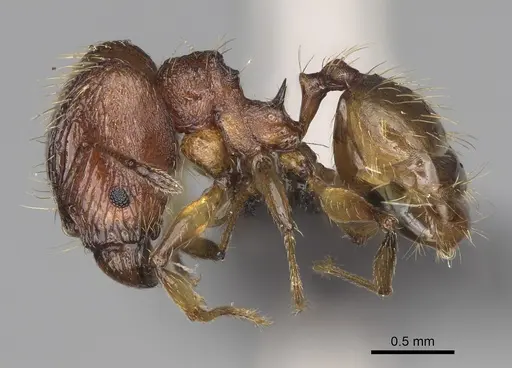 Pheidole ferruginea - CASENT0494997