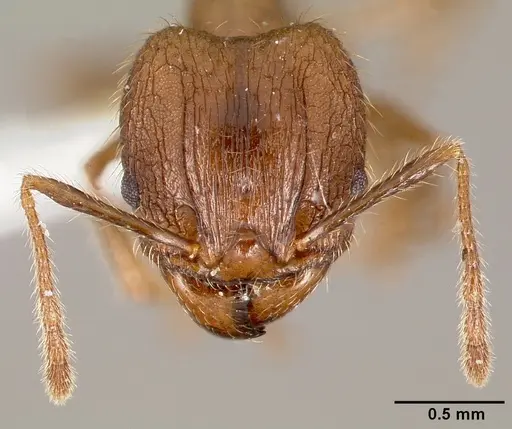 Pheidole fervens specimen
