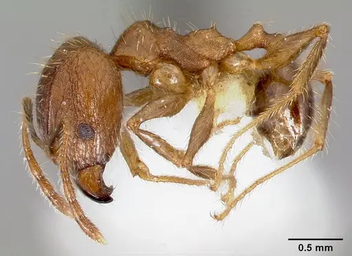 Pheidole fervens specimen