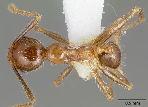 Pheidole fervens - CASENT0005780
