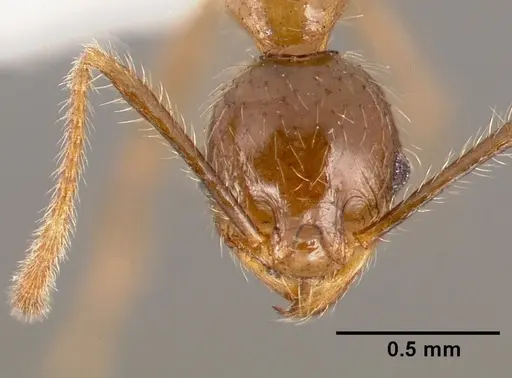 Pheidole fervens - CASENT0005780
