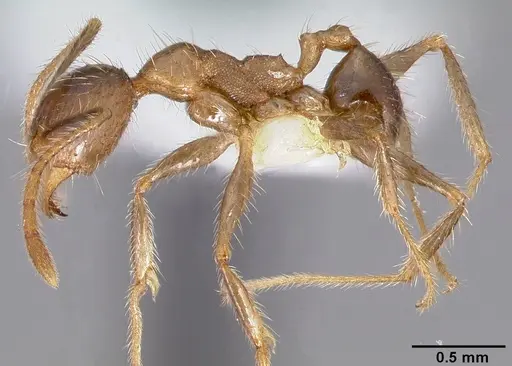 Pheidole fervens - CASENT0005780