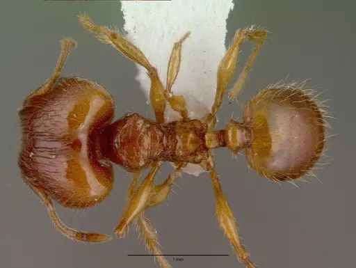 Pheidole fervens - CASENT0008638