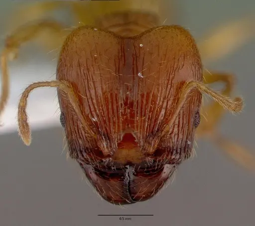 Pheidole fervens - CASENT0008638