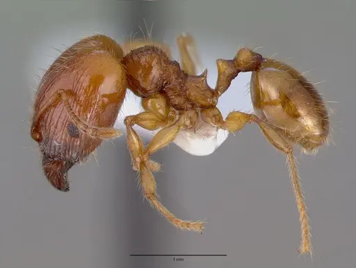Pheidole fervens - CASENT0008638