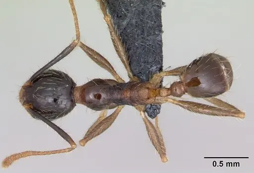 Pheidole fervens - CASENT0059787