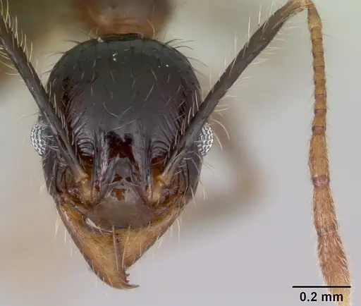 Pheidole fervens - CASENT0059787