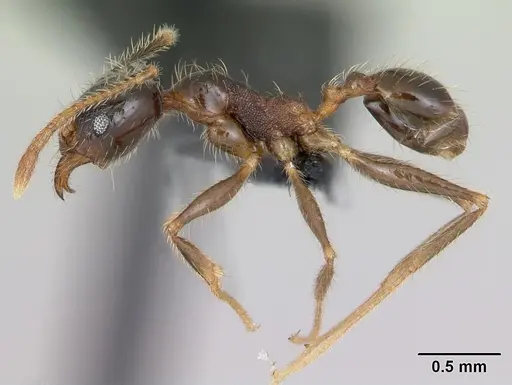 Pheidole fervens - CASENT0059787