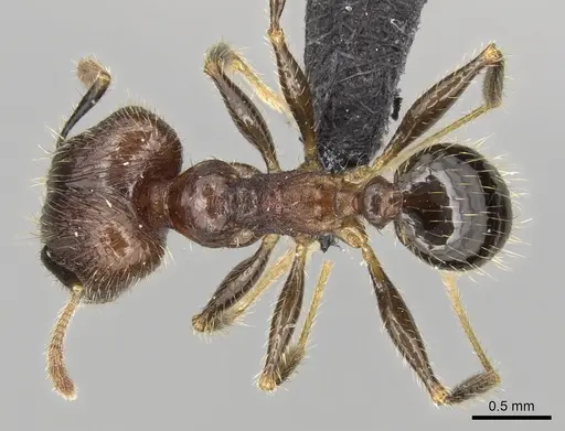 Pheidole fervens - CASENT0060250