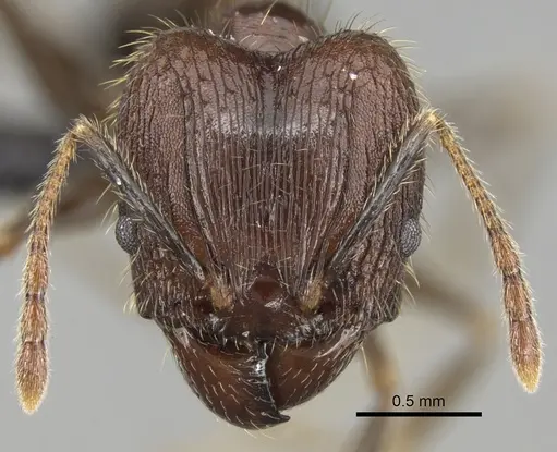 Pheidole fervens - CASENT0060250