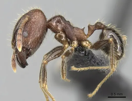 Pheidole fervens - CASENT0060250