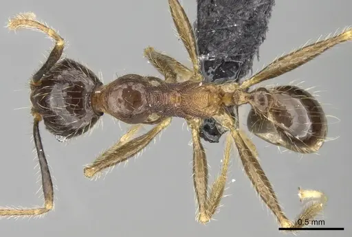 Pheidole fervens - CASENT0060581