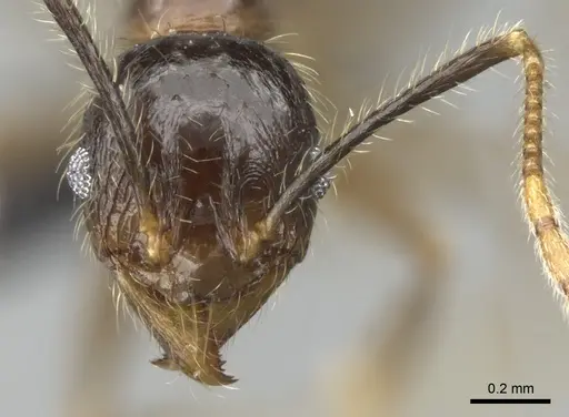 Pheidole fervens - CASENT0060581