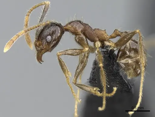 Pheidole fervens - CASENT0060581