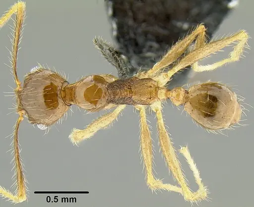 Pheidole fervens - CASENT0171076