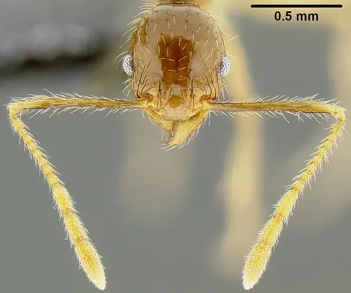 Pheidole fervens - CASENT0171076