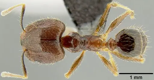 Pheidole fervens - CASENT0171099