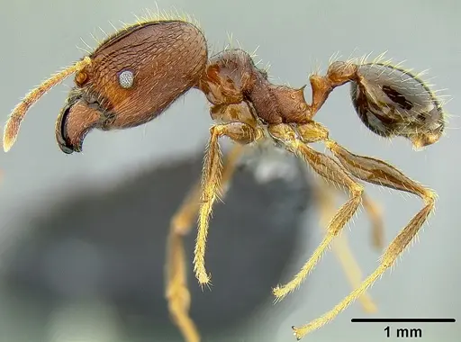Pheidole fervens - CASENT0171099
