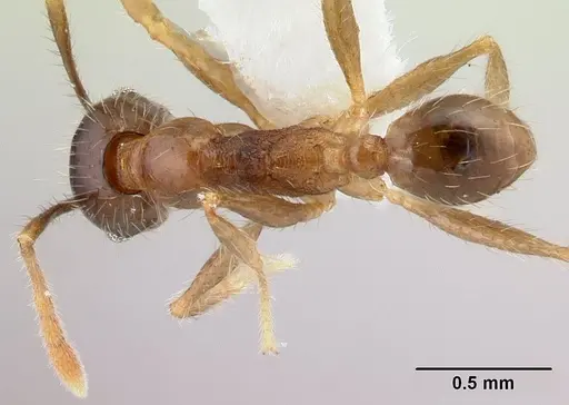 Pheidole fervens - CASENT0178401