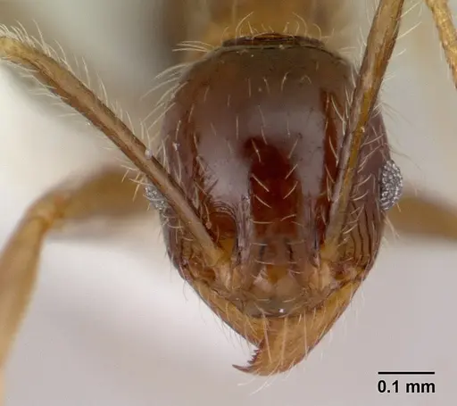 Pheidole fervens - CASENT0178401