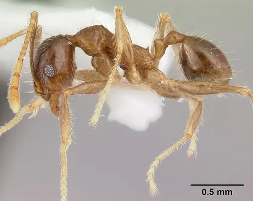 Pheidole fervens - CASENT0178401