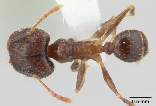 Pheidole fervens - CASENT0178402